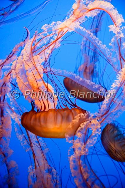 chrysaora fuscescens 2.JPG - Chrysaora fuscescensSea nettleMéduseCnidaria, Scyphozoa, Semaeostomeae, PelagiidaeAquarium de Monterey, Californie, Etats-Unis